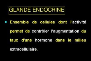 glande-endocrine