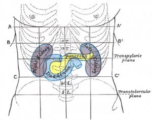 Pancréas