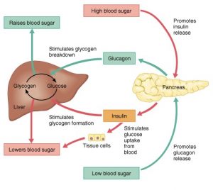 Pancréas endocrine